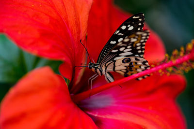 Close-up of butterfly pollinating on red flower