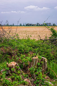 Scenic view of field against sky