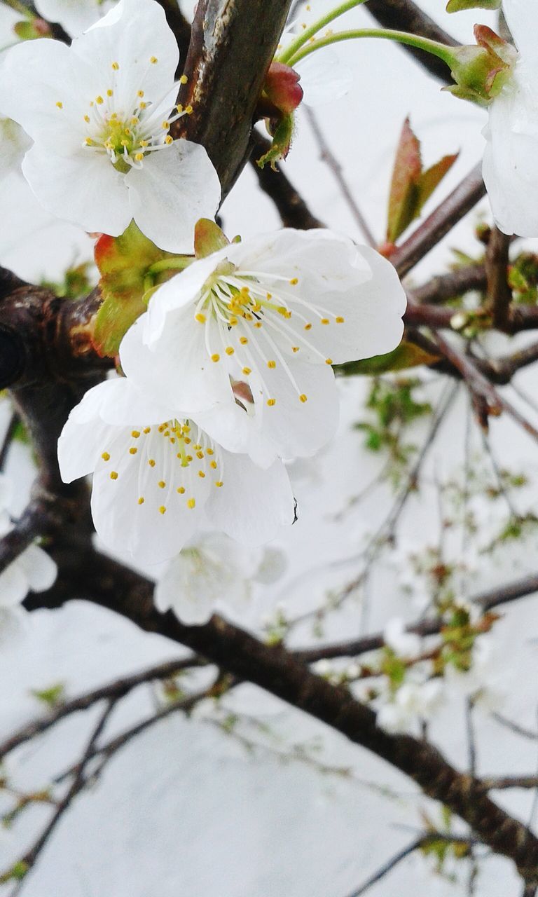 flower, freshness, fragility, growth, petal, white color, branch, beauty in nature, blossom, flower head, nature, close-up, blooming, tree, pollen, in bloom, low angle view, focus on foreground, stamen, springtime