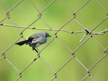 Bird perching on chainlink fence