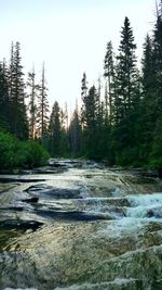 River amidst trees in forest against clear sky