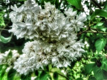 Close-up of white flowers