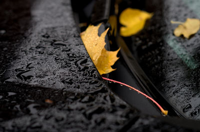 Close-up of yellow leaf