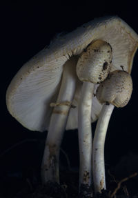 Close-up of mushrooms growing on field