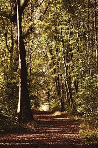 Trees in forest during autumn