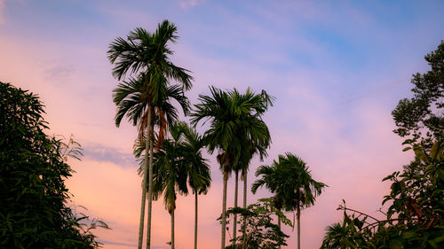 Low angle view of silhouette palm trees against sky