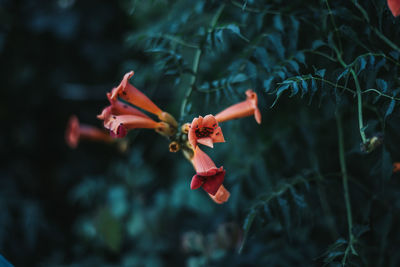 Close-up of red flowering plant