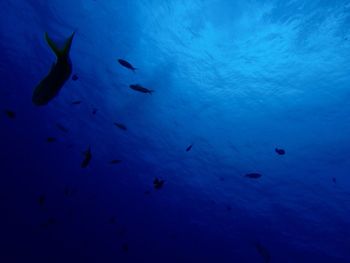 Fish swimming in sea