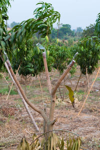 Close-up of plants growing on field