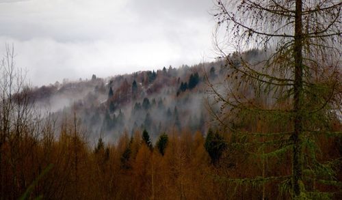 Scenic view of forest against cloudy sky