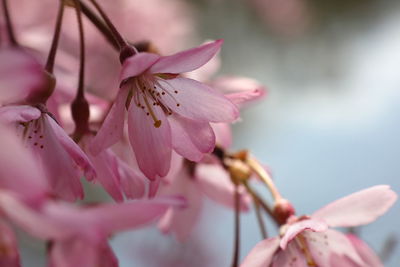 Close-up of pink cherry blossom