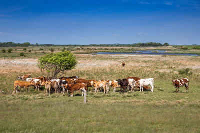 Horses in a field