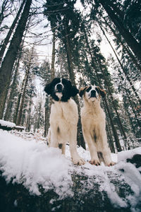 Dog on snow covered tree