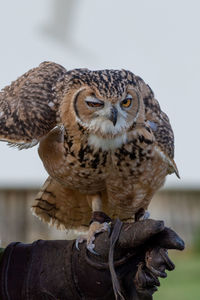 Close-up of owl perching