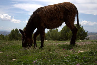 Side view of horse grazing on field