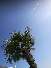 Low angle view of palm tree against sky