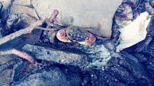 High angle view of crab on rock