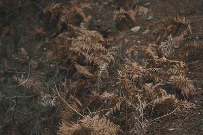 Full frame shot of dried plants on field