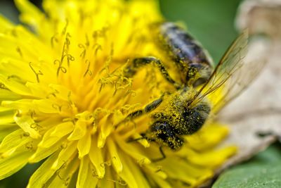 Close-up of bee pollinating on yellow flower