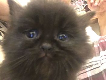 Portrait of cute dog at home