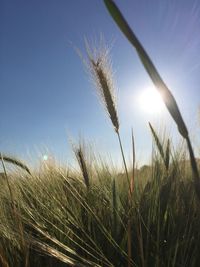 Close-up of wheat growing on field against blue sky