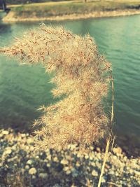 Close-up of flowers in lake