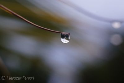 Close-up of water drop on twig