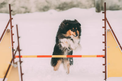 Dog looking away on snow