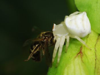 Close-up of insect on plant