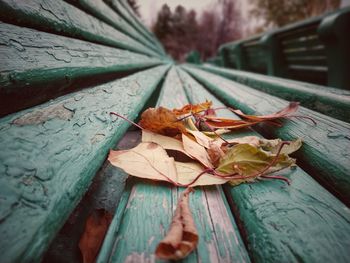 Close-up of dry leaves on wood