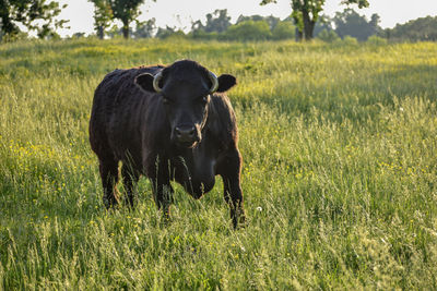 Cow in a field