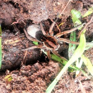 High angle view of insect on plant