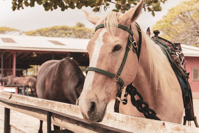 Horse in ranch