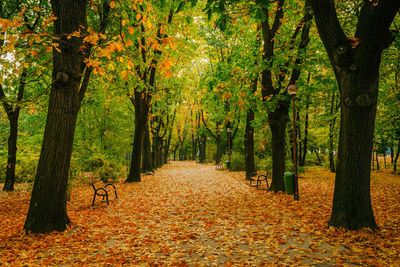 Footpath amidst trees in park during autumn