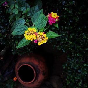 Close-up of yellow flower