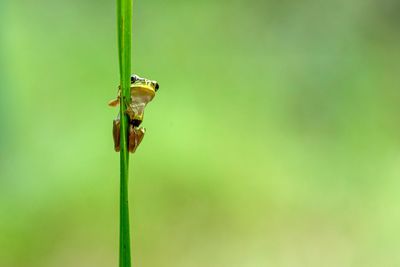 Close-up of frog on grass