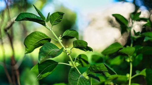 Close-up of plant