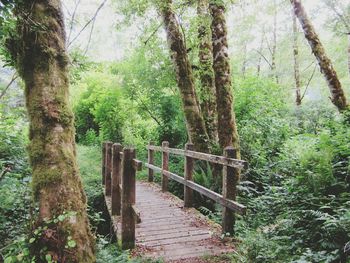 Footbridge in forest