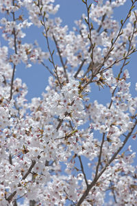 Low angle view of cherry blossoms against sky