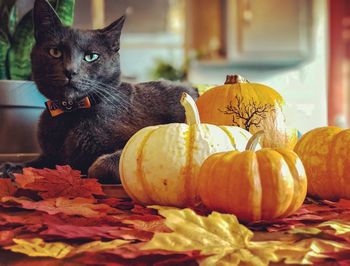 Close-up of a cat on a pumpkin