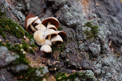 Close-up of mushrooms growing on tree trunk