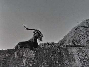 Low angle view of a horse on rock