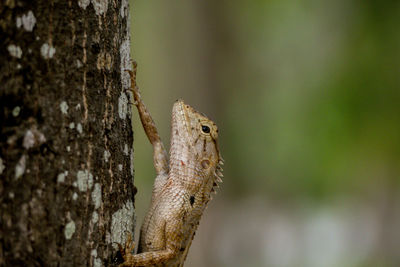 Brown-headed lizard is a species of chameleon native of thailand in asia. 