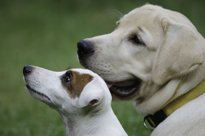 Close-up of dog