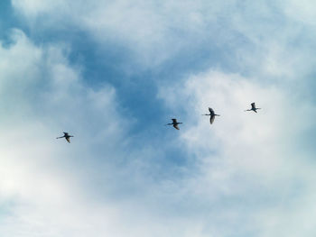 Low angle view of airplane flying in sky