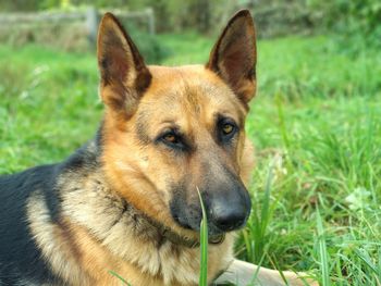 Close-up of a dog on field