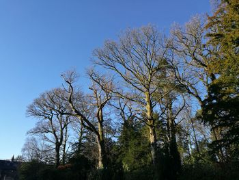 Low angle view of trees against clear sky