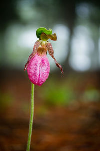 Close-up of pink lady slipper flower