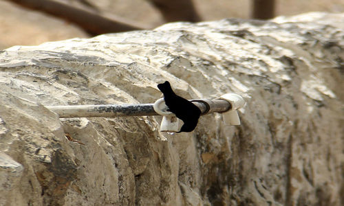 Close-up of a bird flying