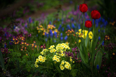 Close-up of purple flowering plants on field